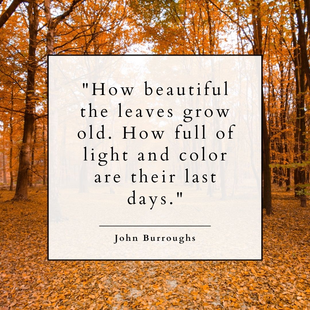 "How beautiful the leaves grow old. How full of light and color are their last days.” — John Burroughs