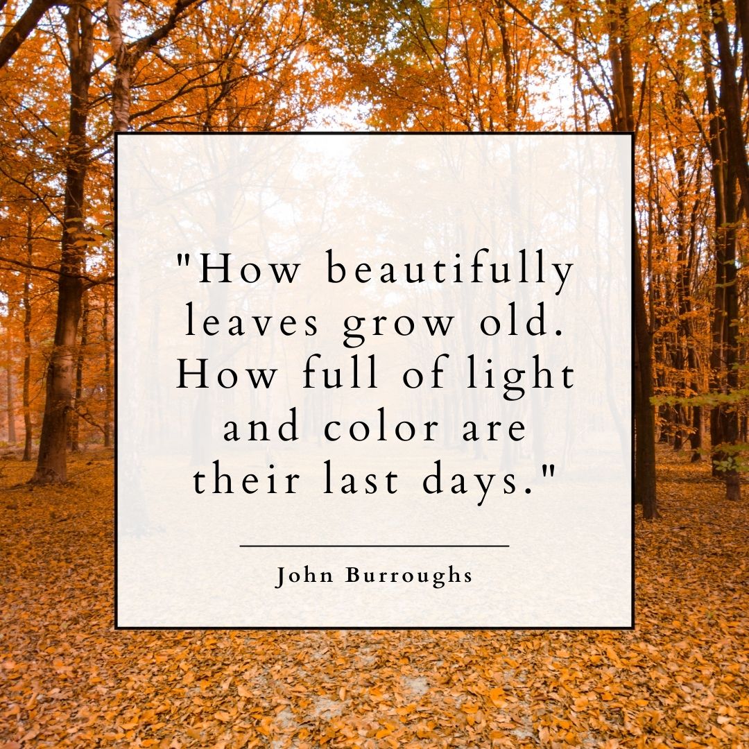 "How beautifully leaves grow old. How full of light and color are their last days." – John Burroughs